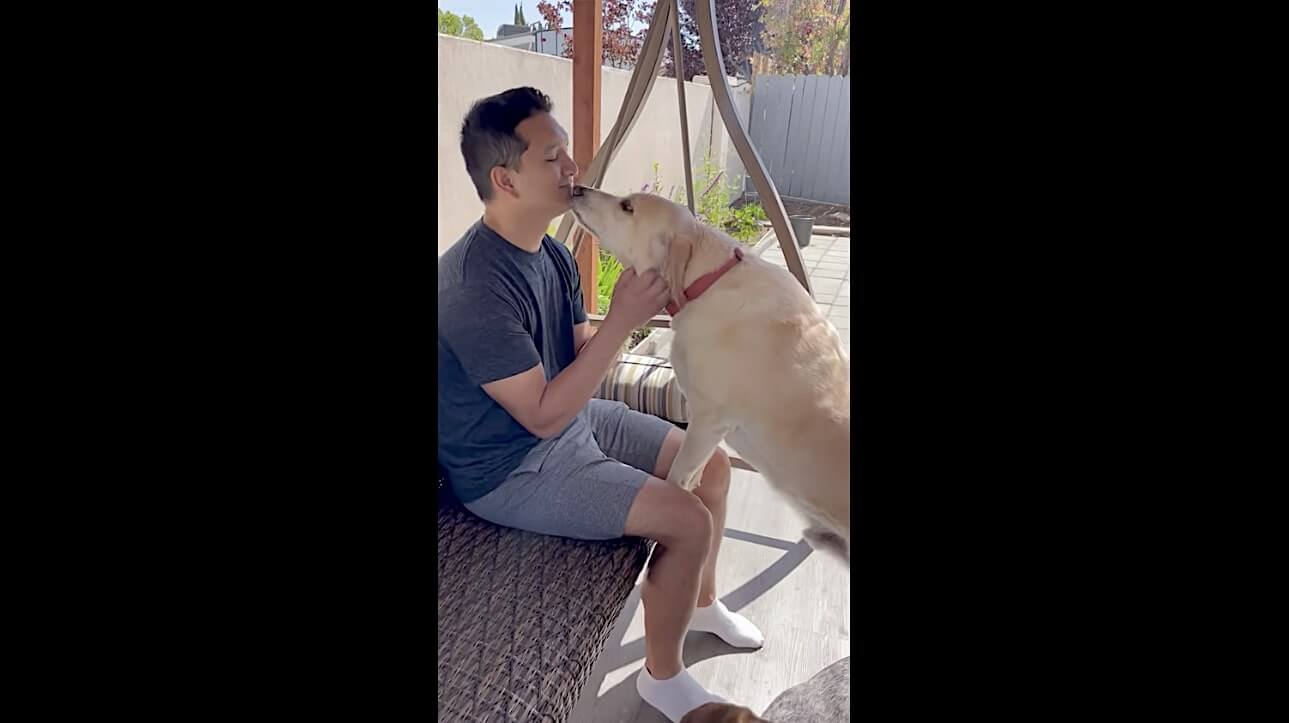 ラブラドールレトリーバー,動画