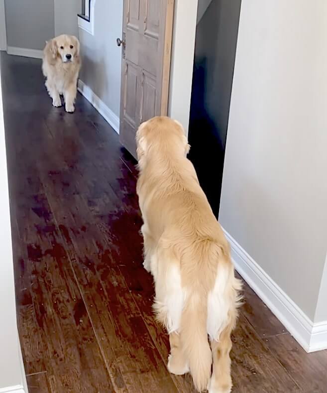 ゴールデンレトリーバー,動画