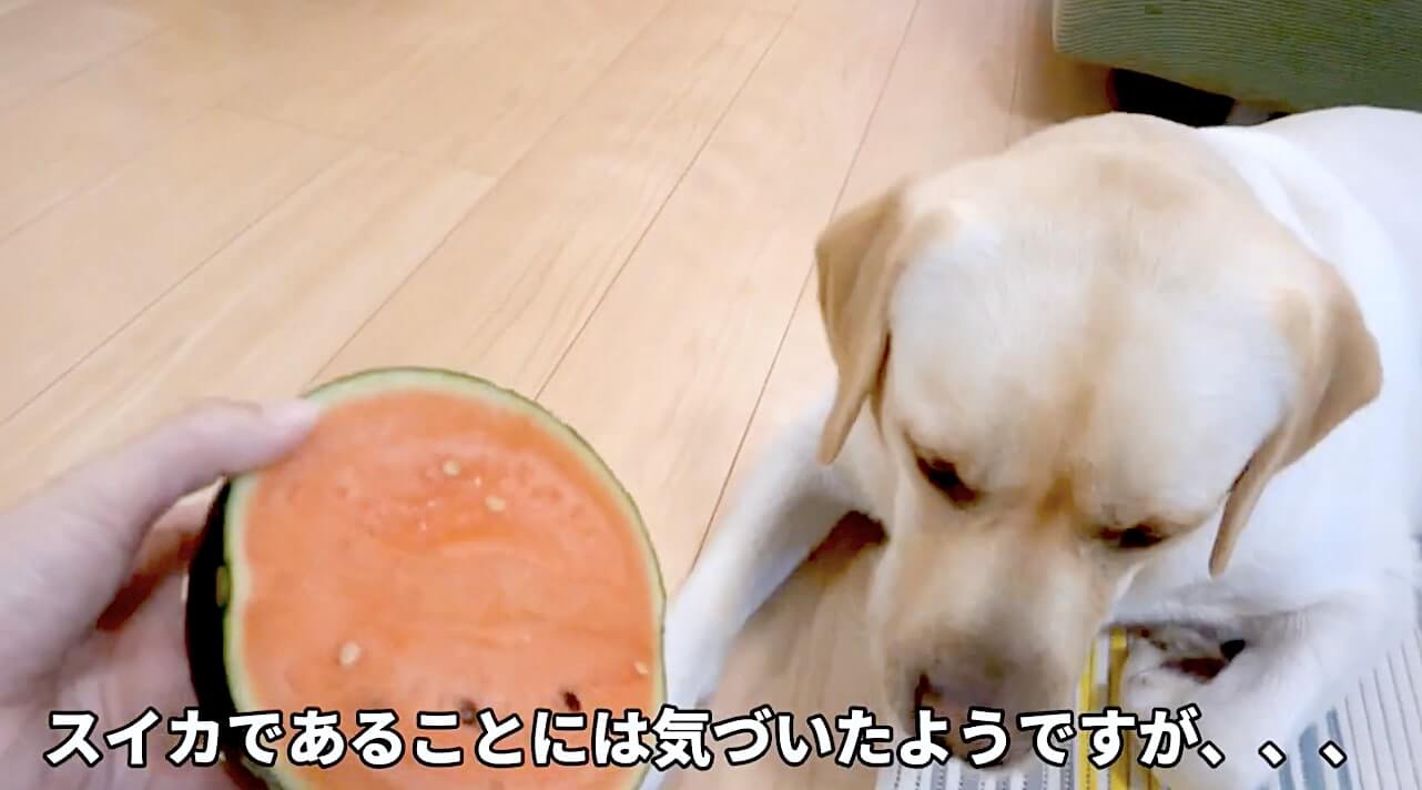 ラブラドールレトリーバー,動画