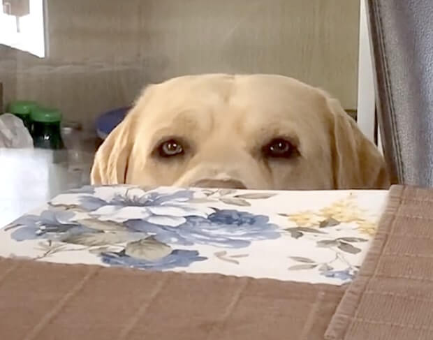 ラブラドールレトリーバー,動画