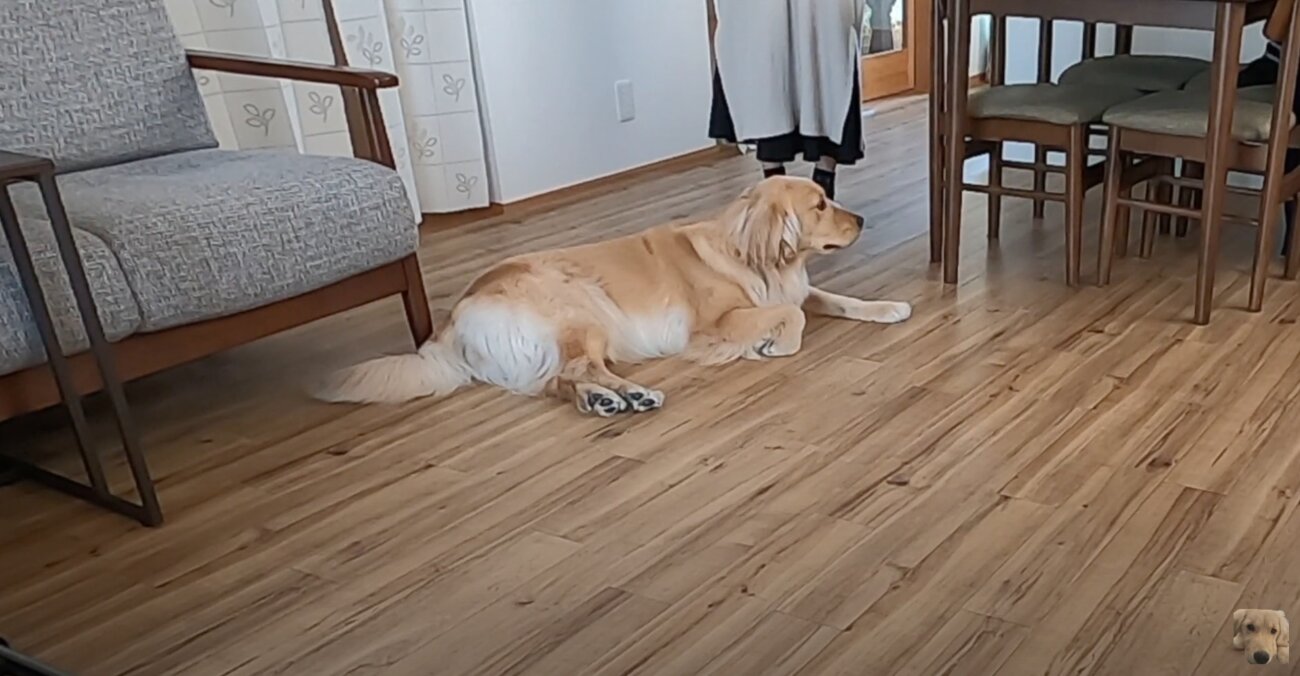 ゴールデンレトリーバー,動画