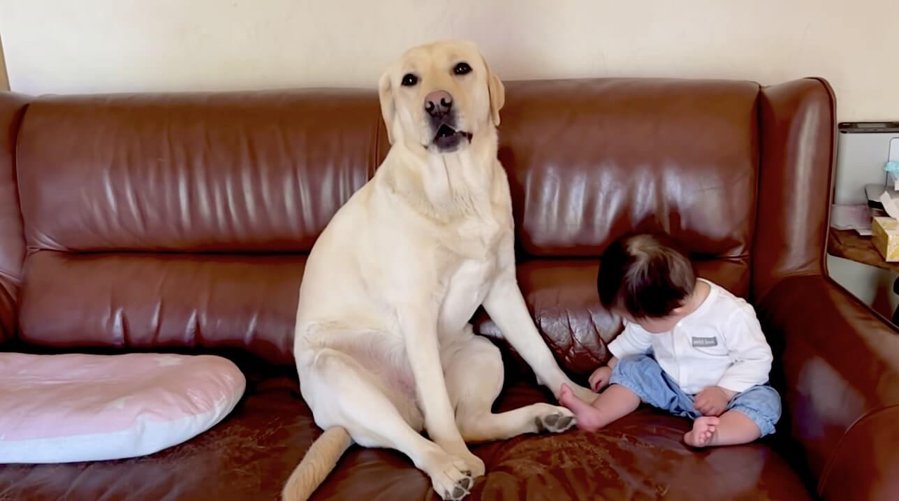 ラブラドールレトリーバー,動画