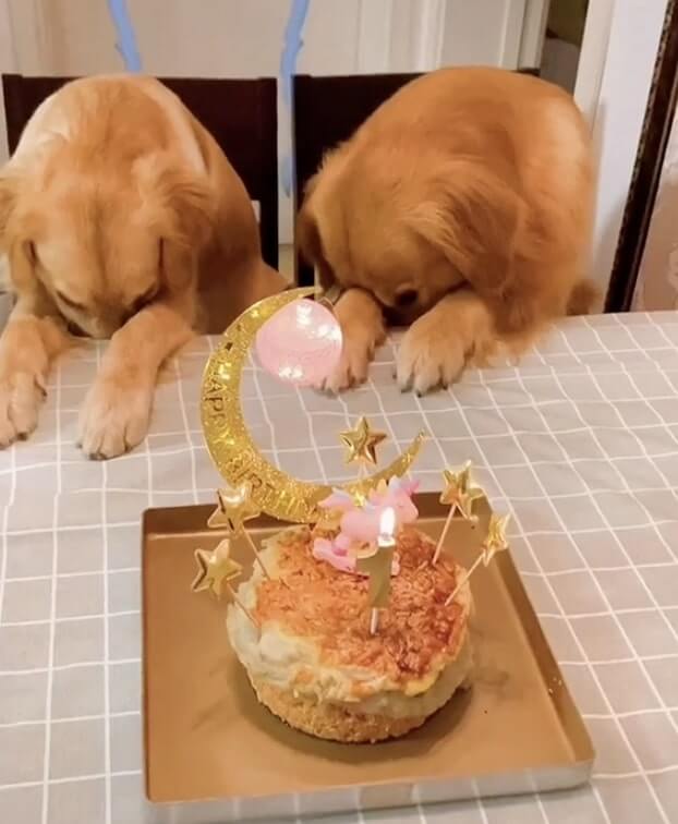 ゴールデンレトリーバー,動画