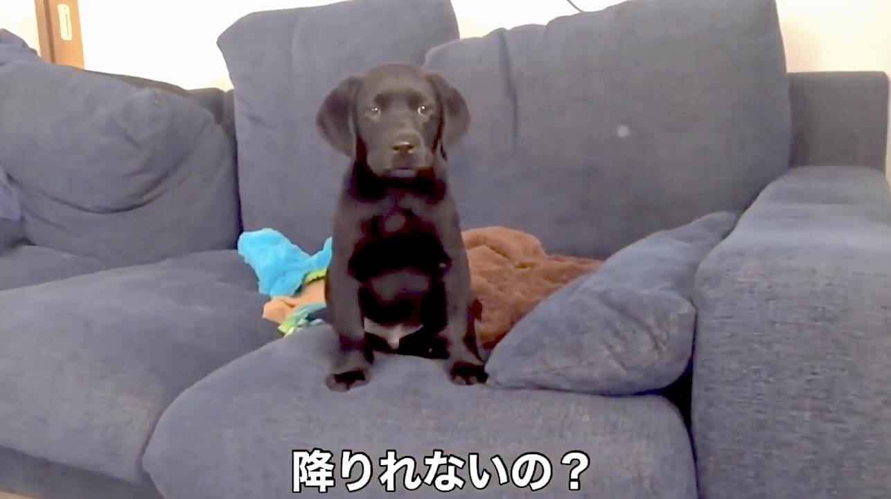 ラブラドールレトリーバー,動画