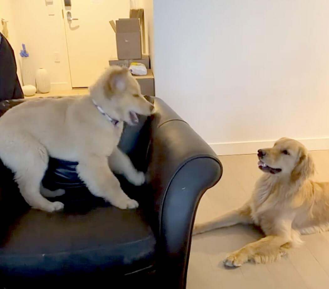 ゴールデンレトリーバー,動画