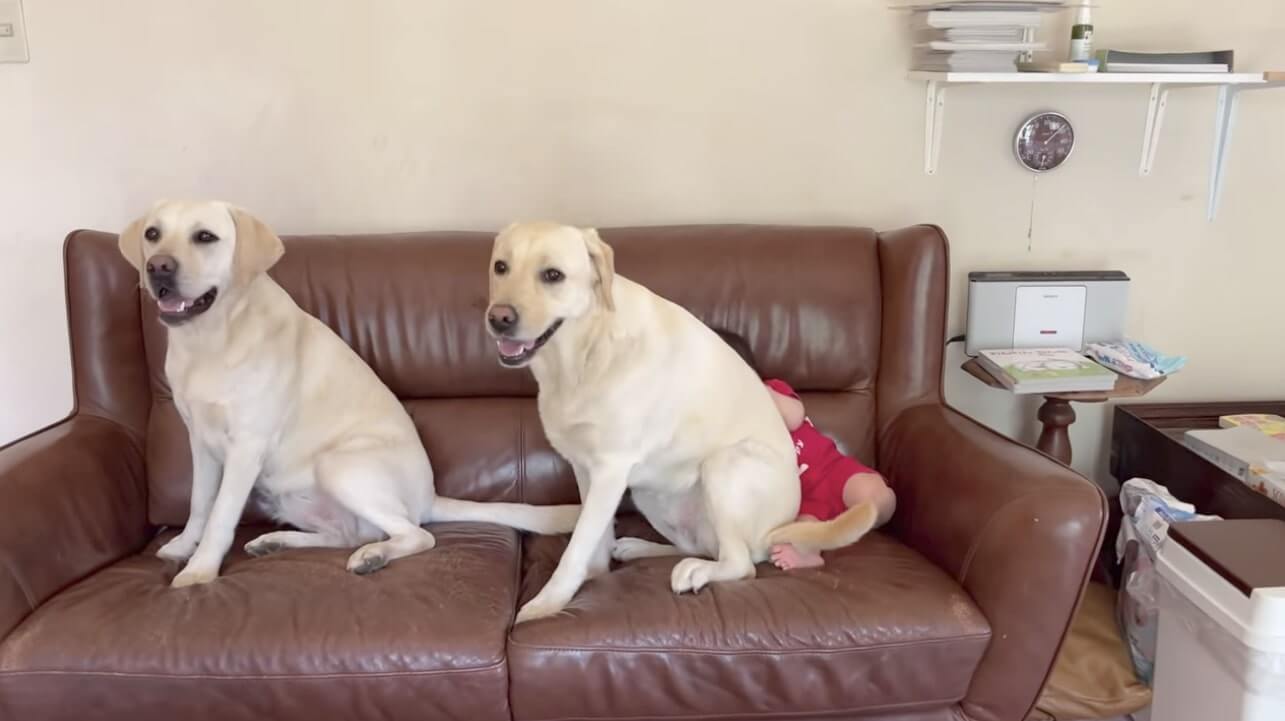 ラブラドールレトリーバー,動画