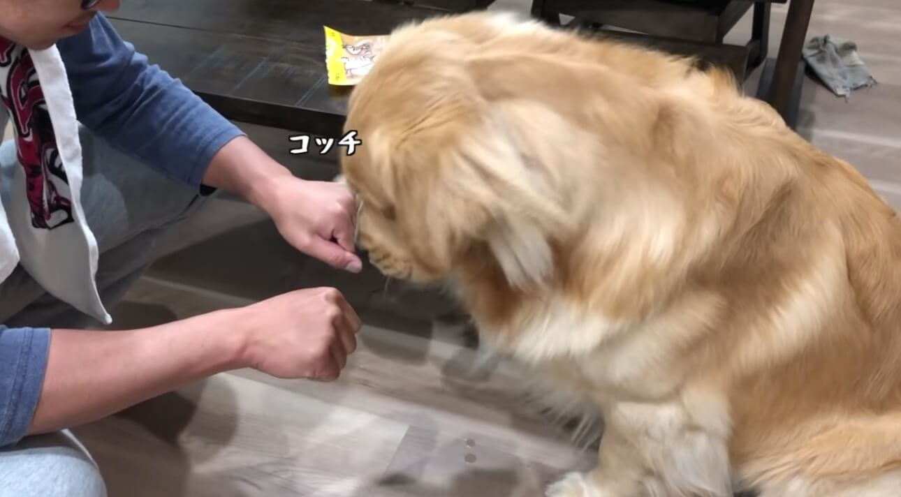 ゴールデンレトリーバー,動画