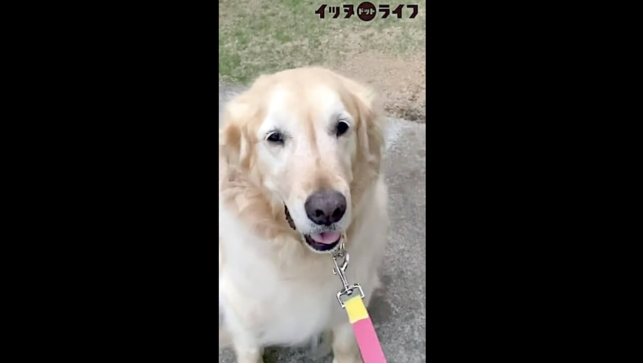 ゴールデン,動画,イッヌドットライフ