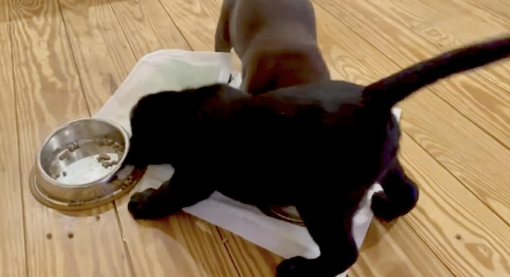 ラブラドールレトリーバー,動画