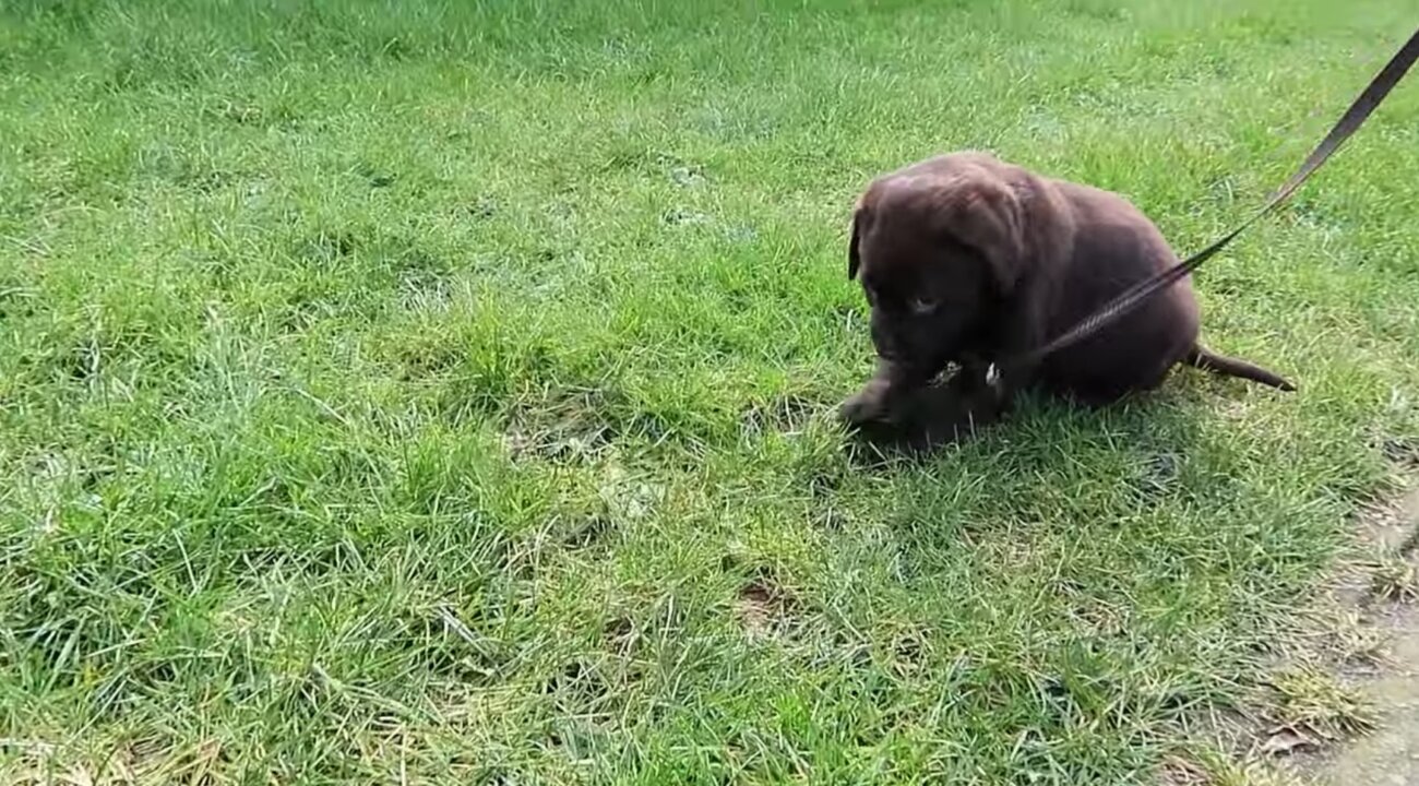 ラブラドールレトリーバー,動画