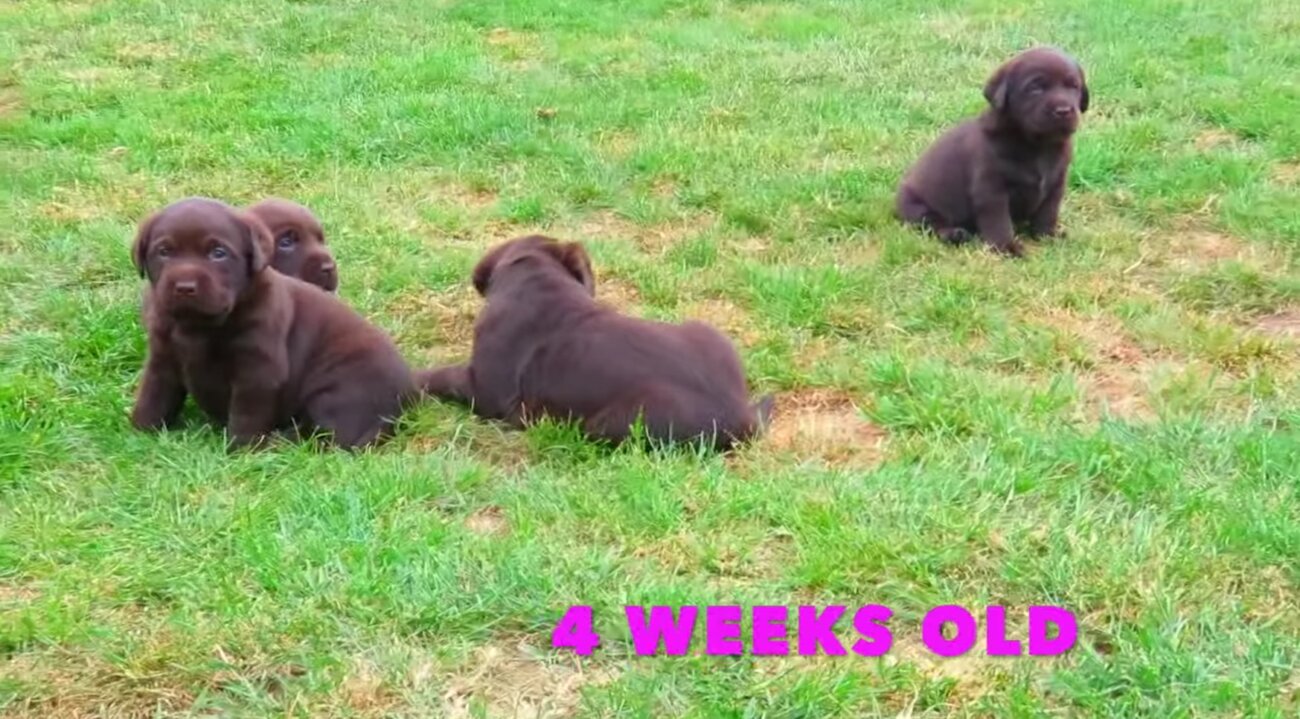 ラブラドールレトリーバー,動画