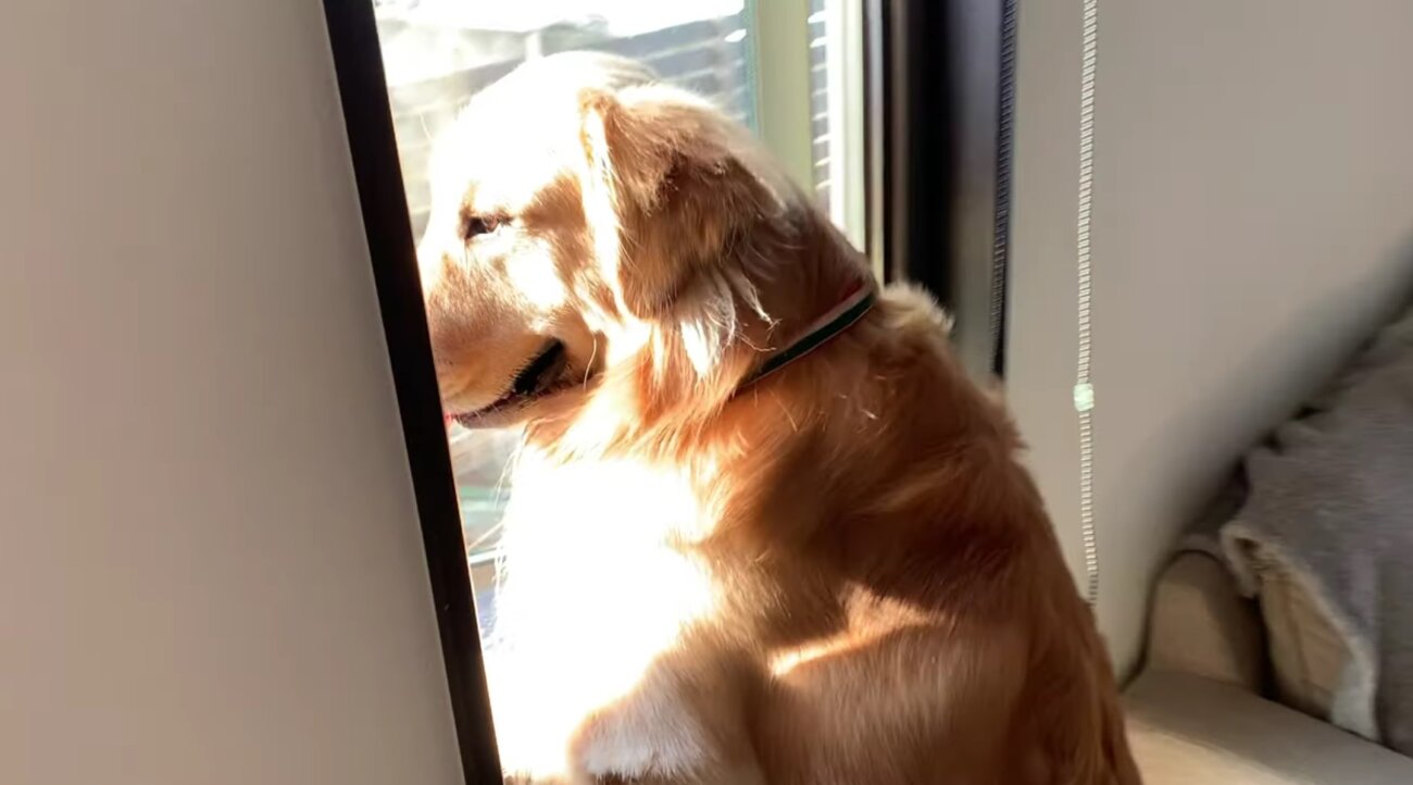 ゴールデンレトリーバー,動画