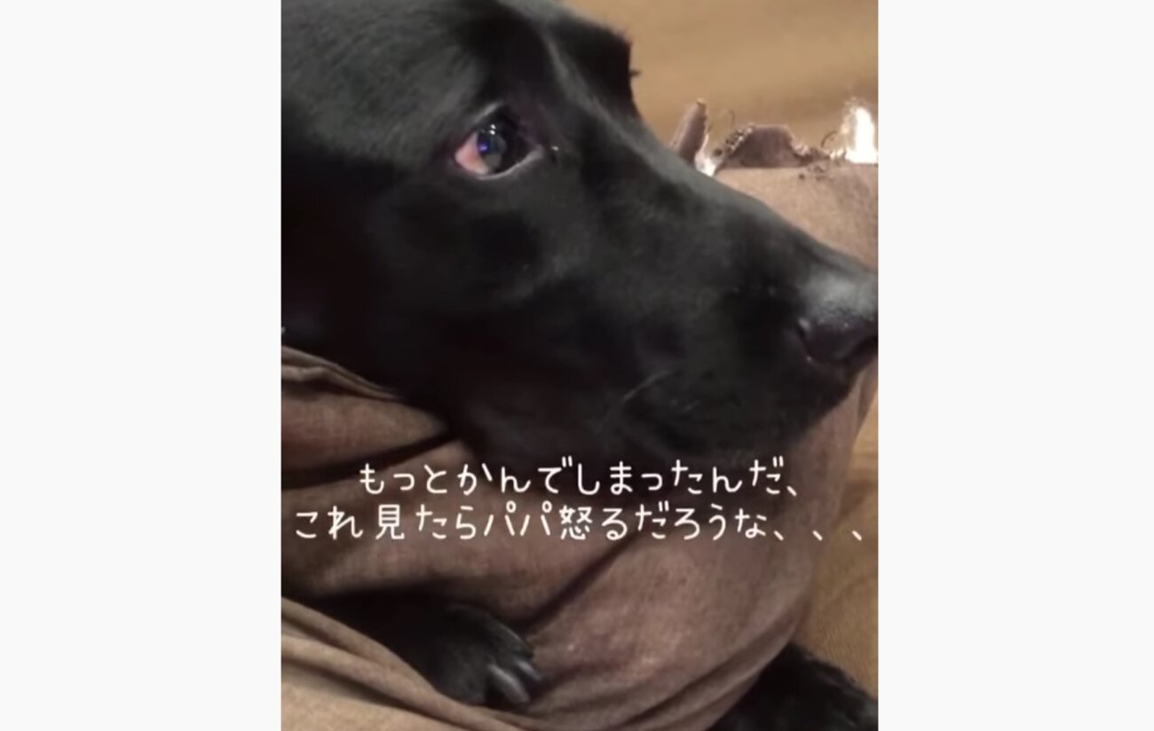 ゴールデンレトリーバー,動画