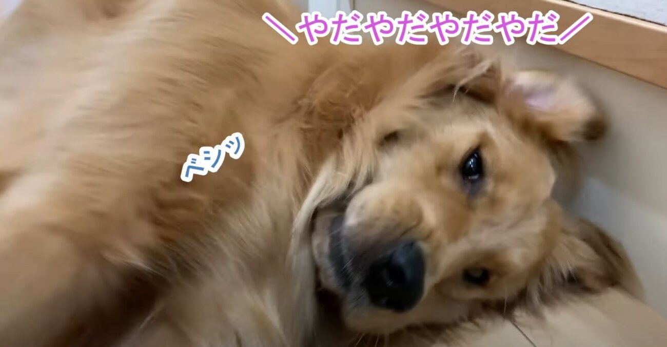 ゴールデンレトリーバー,動画