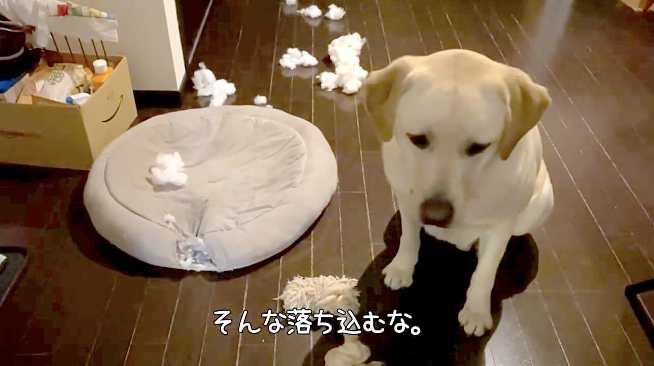 ラブラドールレトリーバー,動画