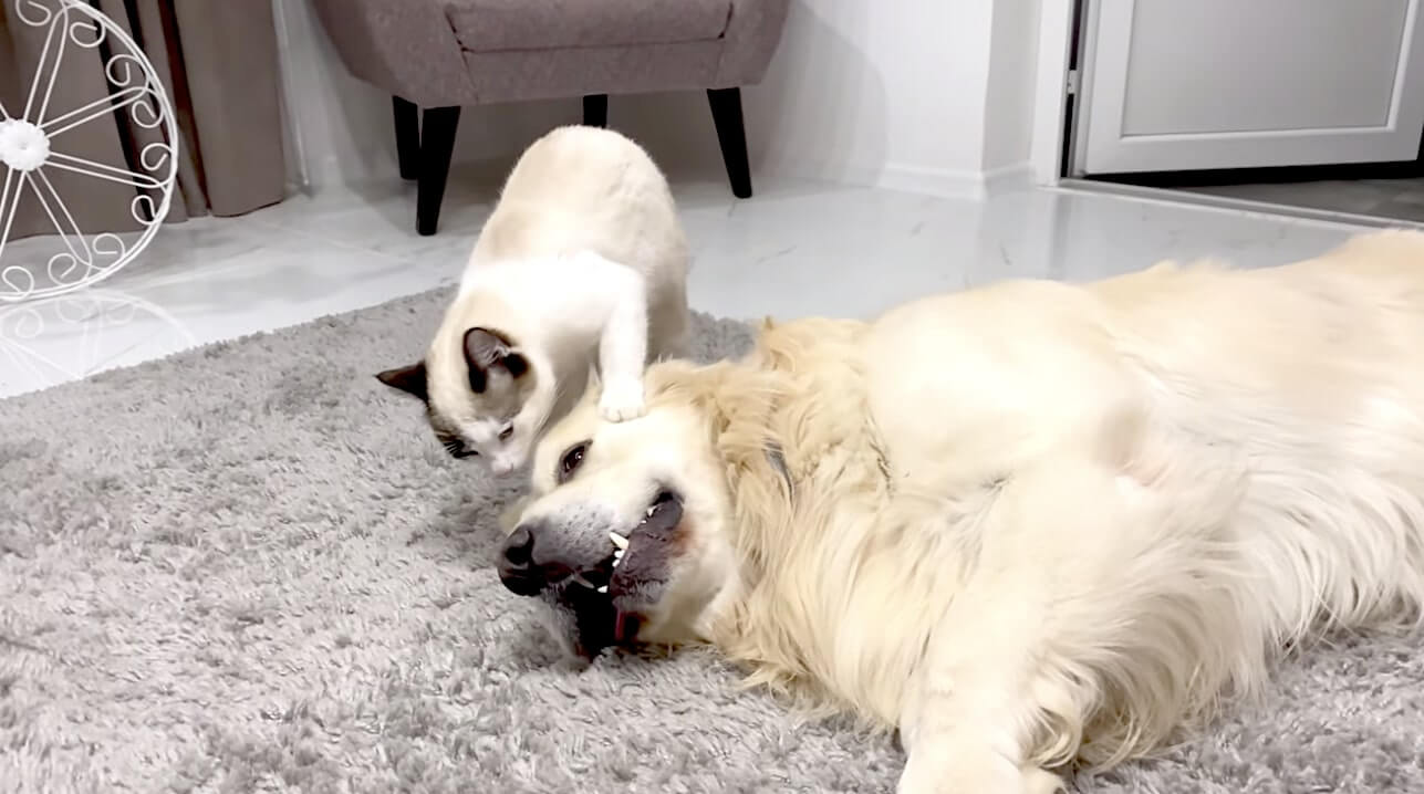 ゴールデンレトリーバー,動画