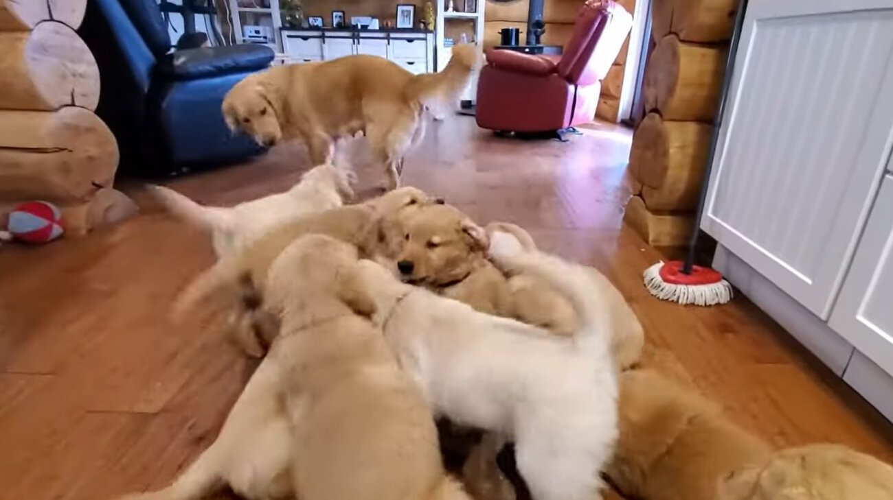 ゴールデンレトリーバー,動画