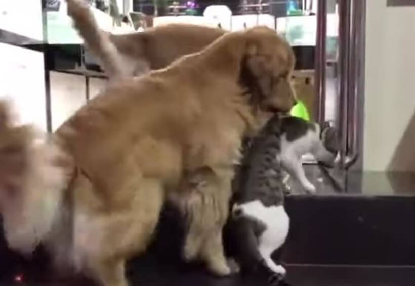 ゴールデンレトリーバー,動画