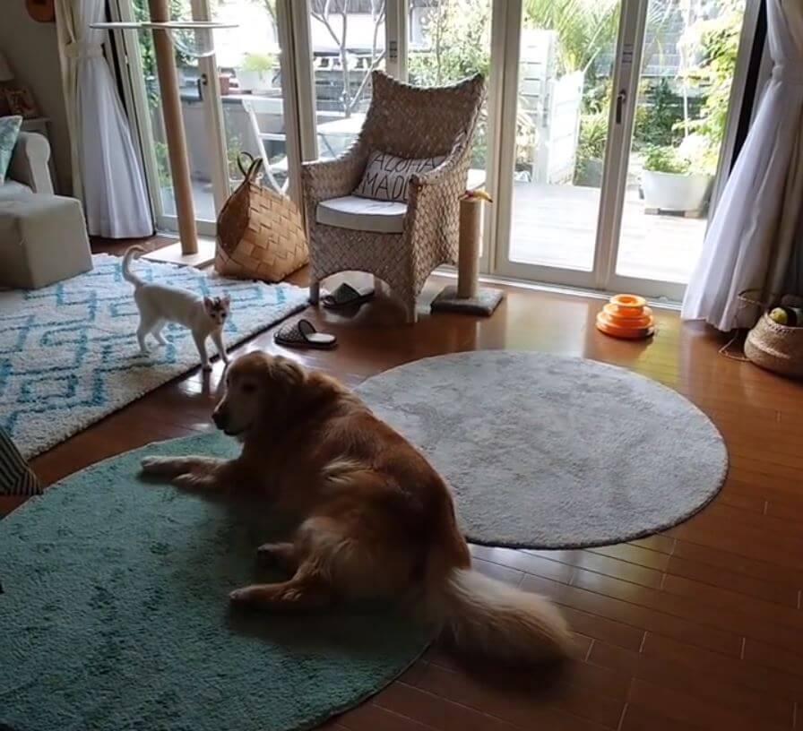 ゴールデンレトリーバー,動画