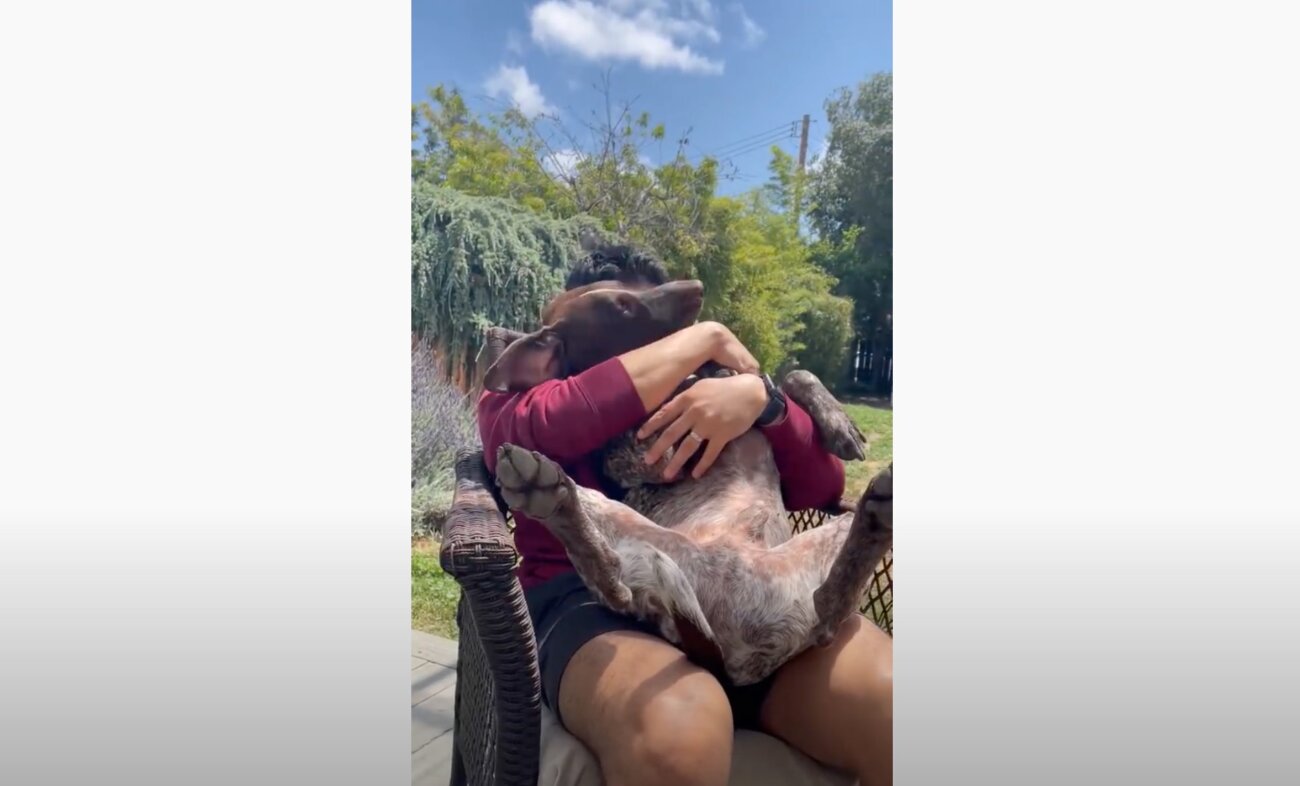 ラブラドールレトリーバー,動画