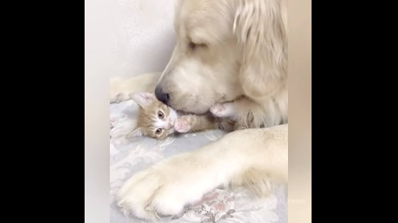 ゴールデンレトリーバー,動画