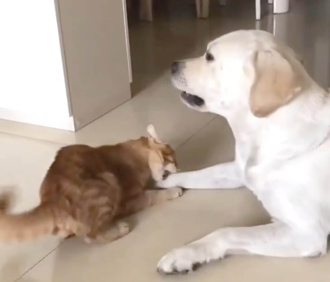 ラブラドールレトリーバー,動画