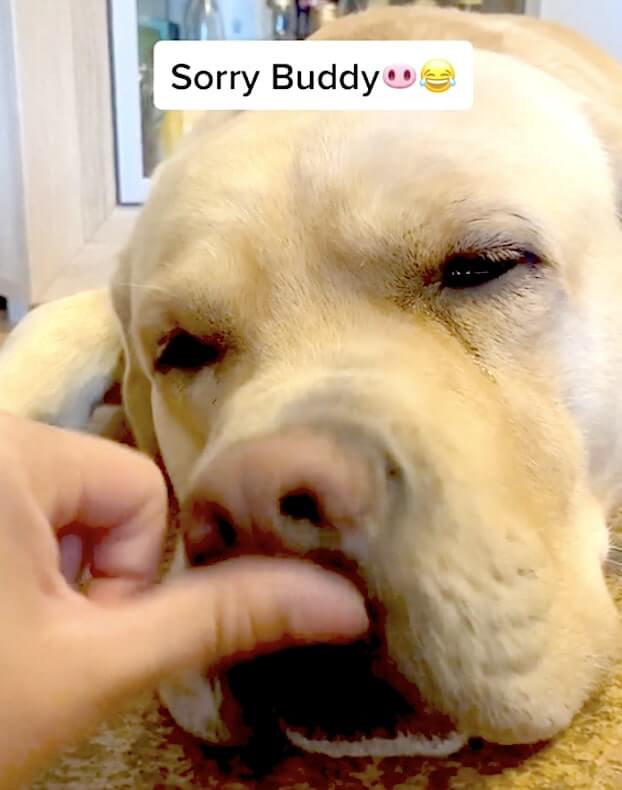 ラブラドールレトリーバー,動画