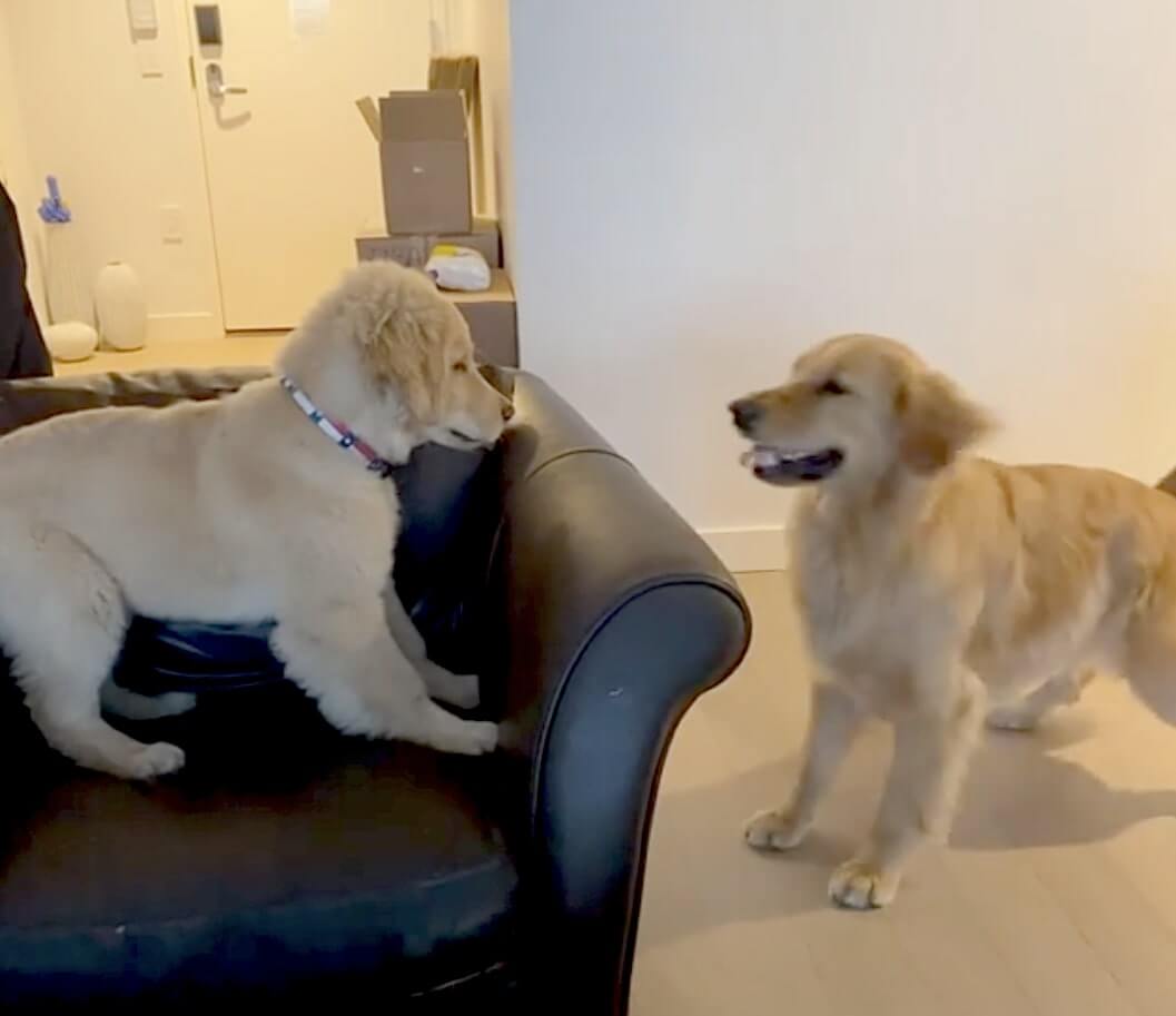 ゴールデンレトリーバー,動画