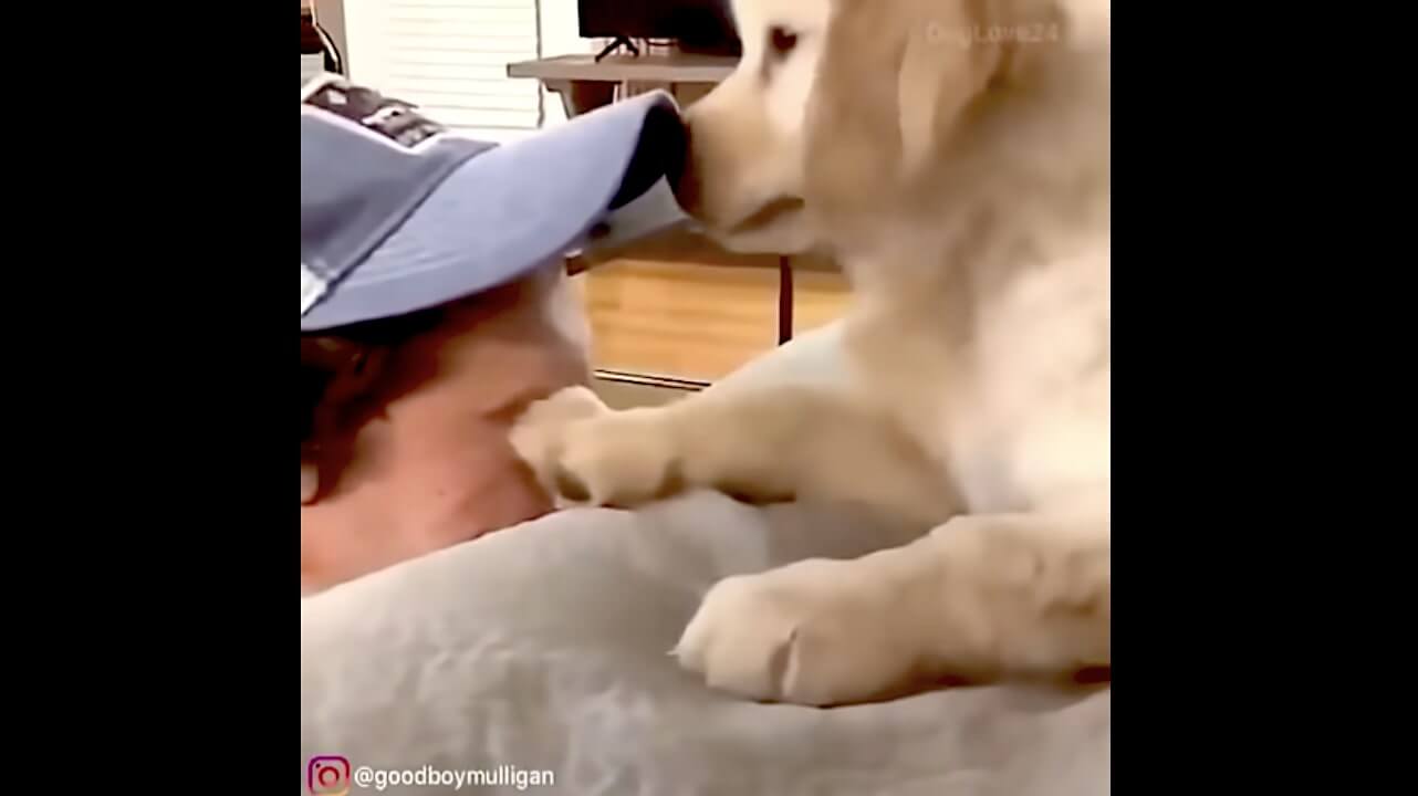 ゴールデンレトリーバー,動画