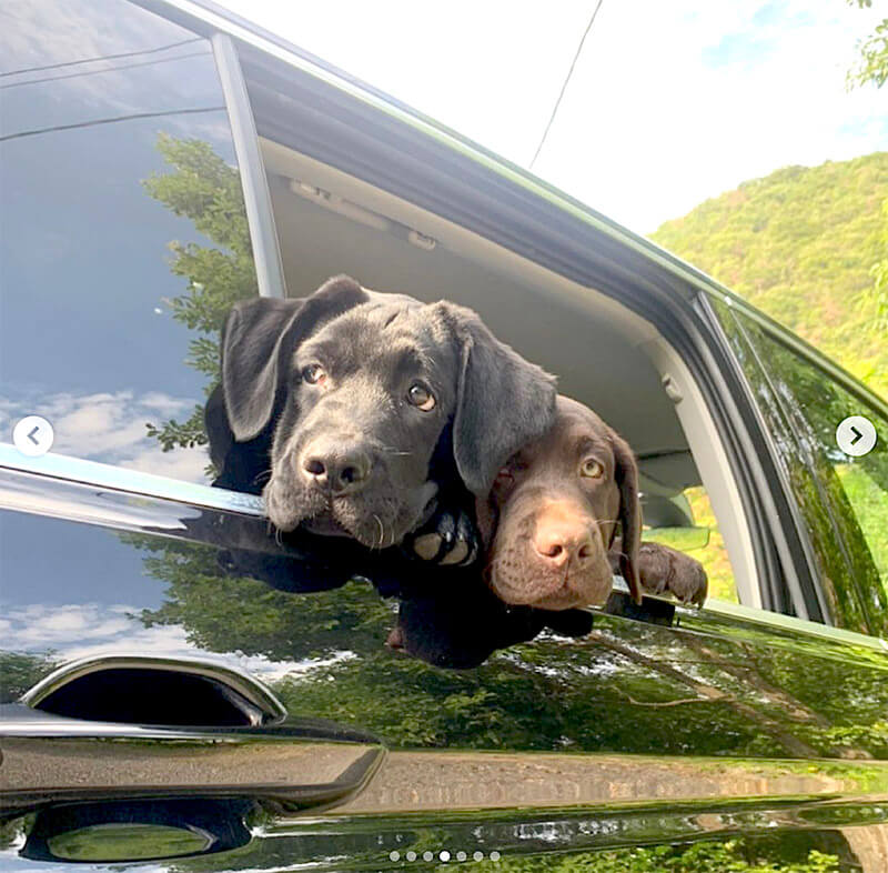 ラブラドールレトリーバー,動画