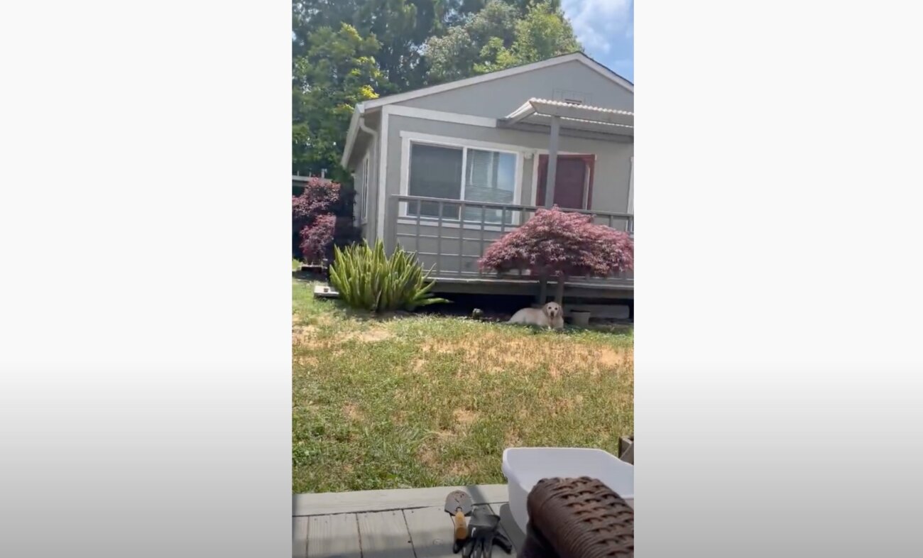 ラブラドールレトリーバー,動画