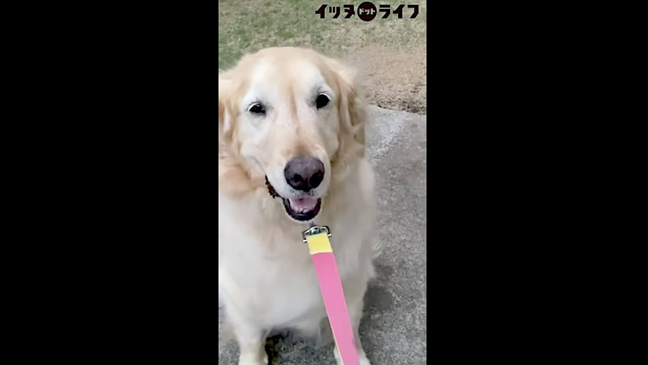 ゴールデン,動画,イッヌドットライフ