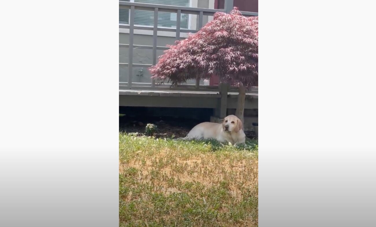 ラブラドールレトリーバー,動画