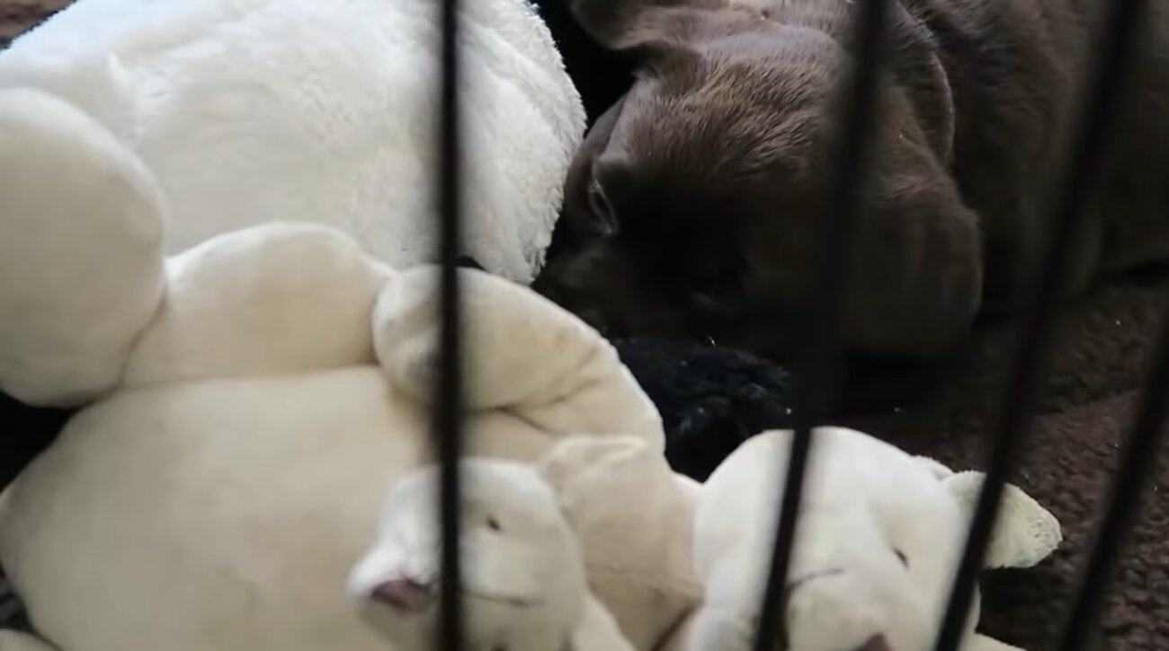 ラブラドールレトリーバー,動画