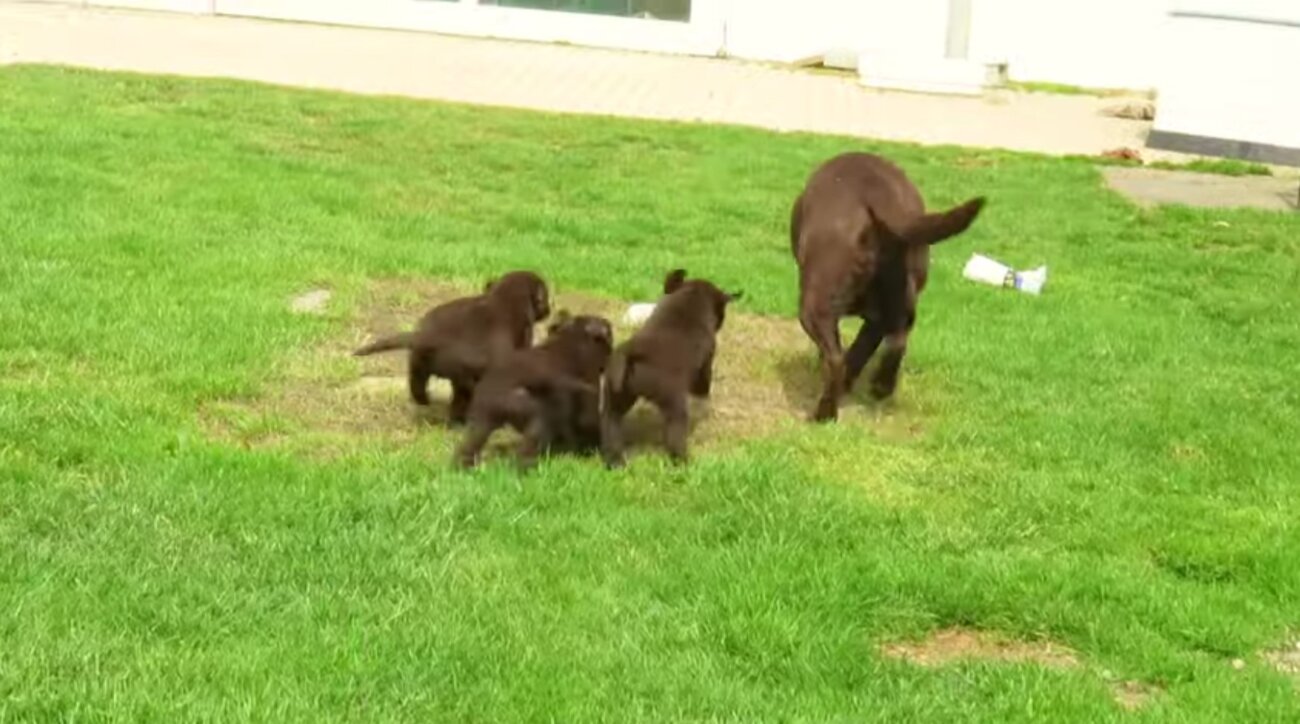 ラブラドールレトリーバー,動画