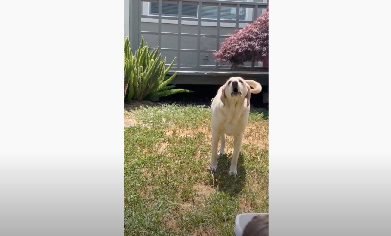 ラブラドールレトリーバー,動画