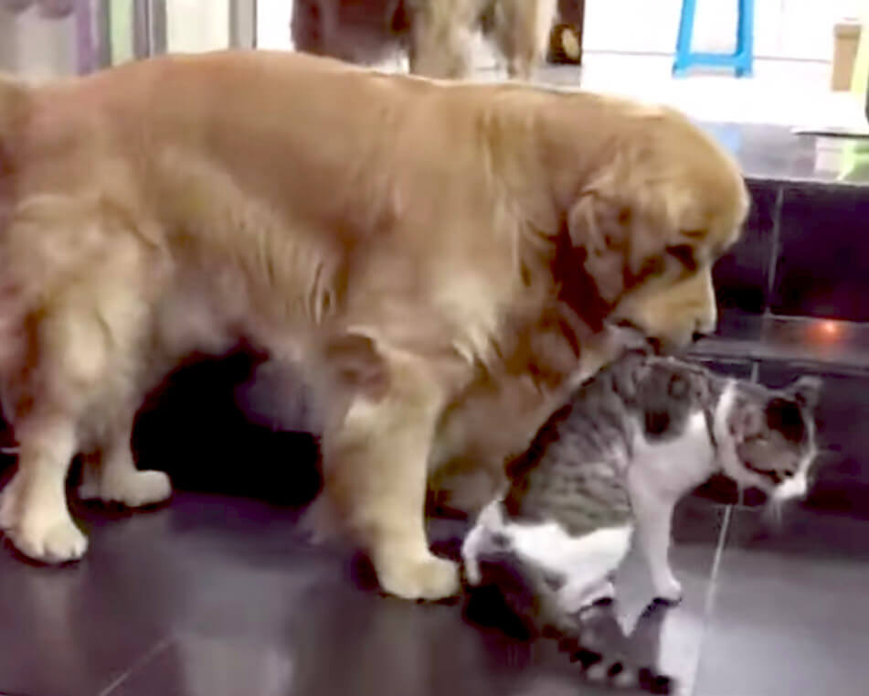 ゴールデンレトリーバー,動画