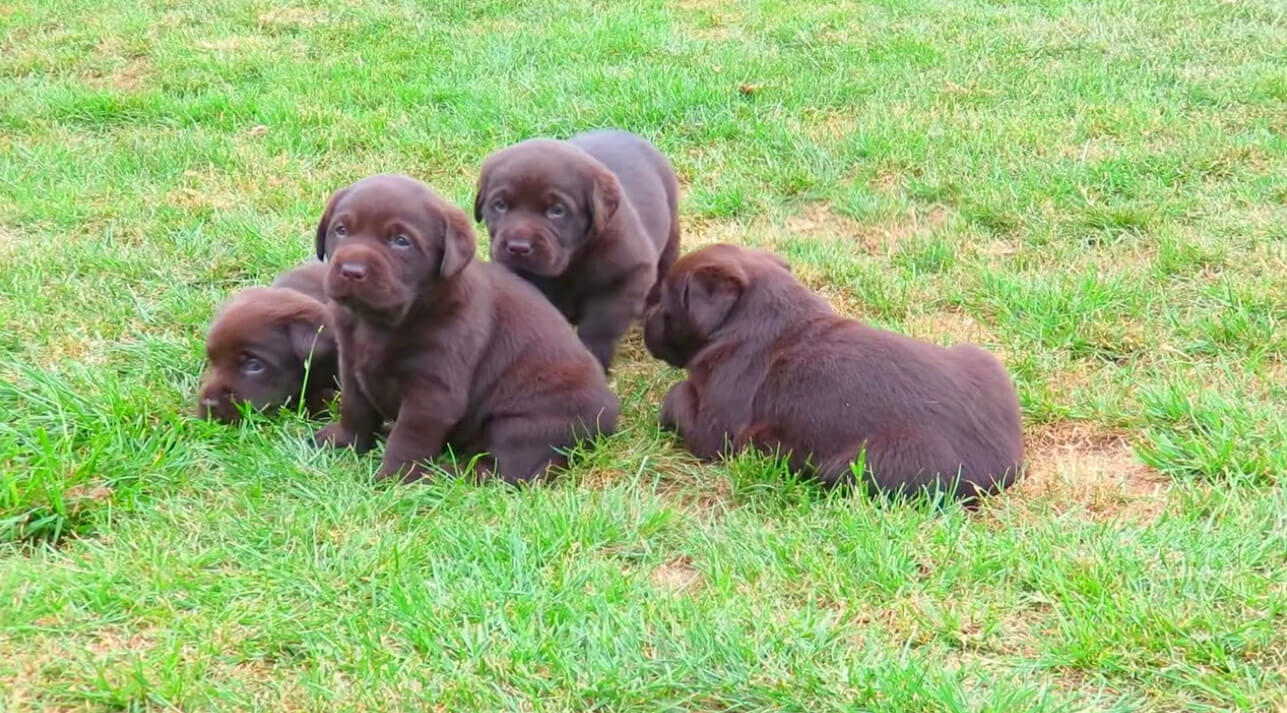 ラブラドールレトリーバー,動画