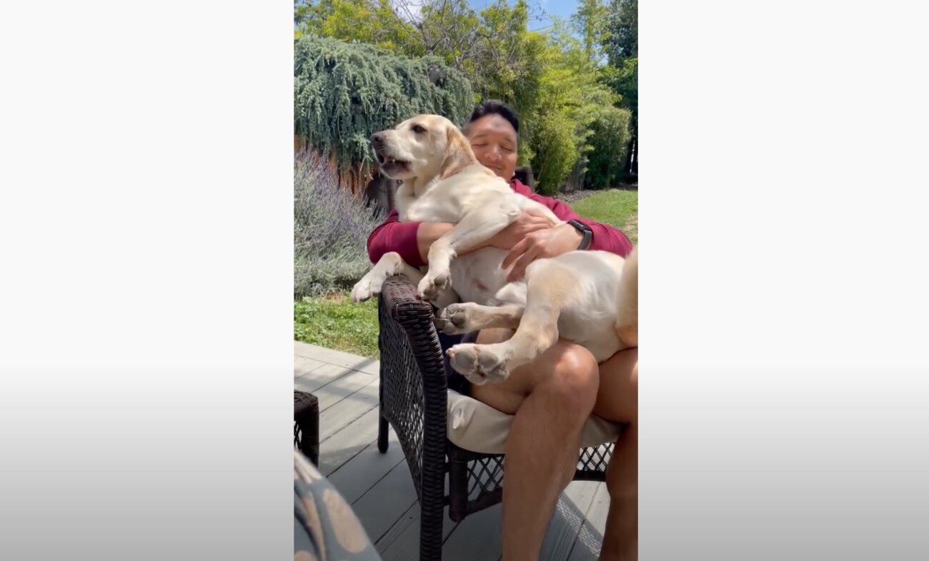 ラブラドールレトリーバー,動画