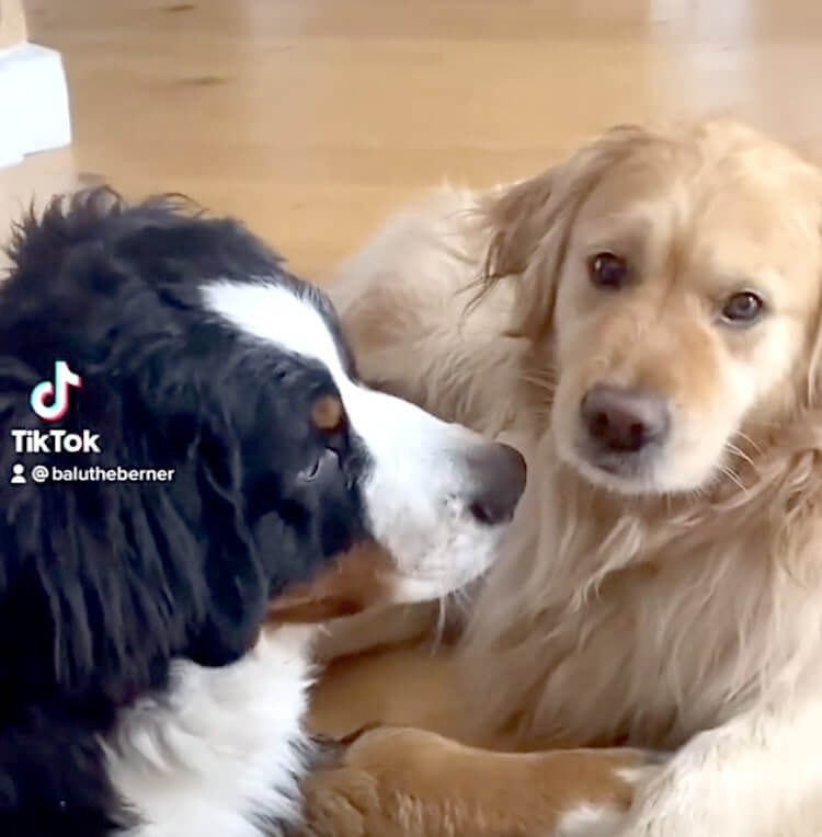 ゴールデンレトリーバー,動画