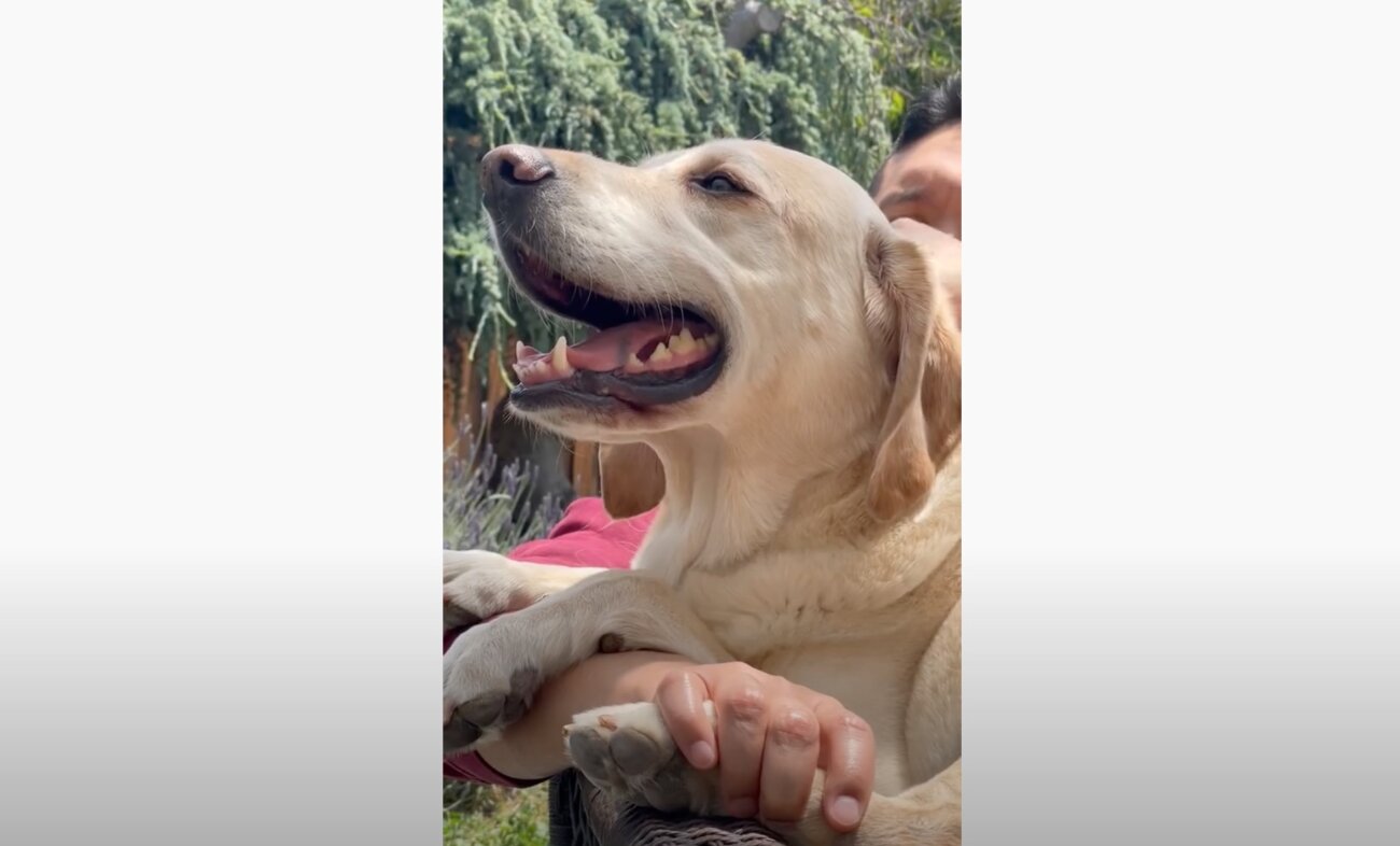 ラブラドールレトリーバー,動画