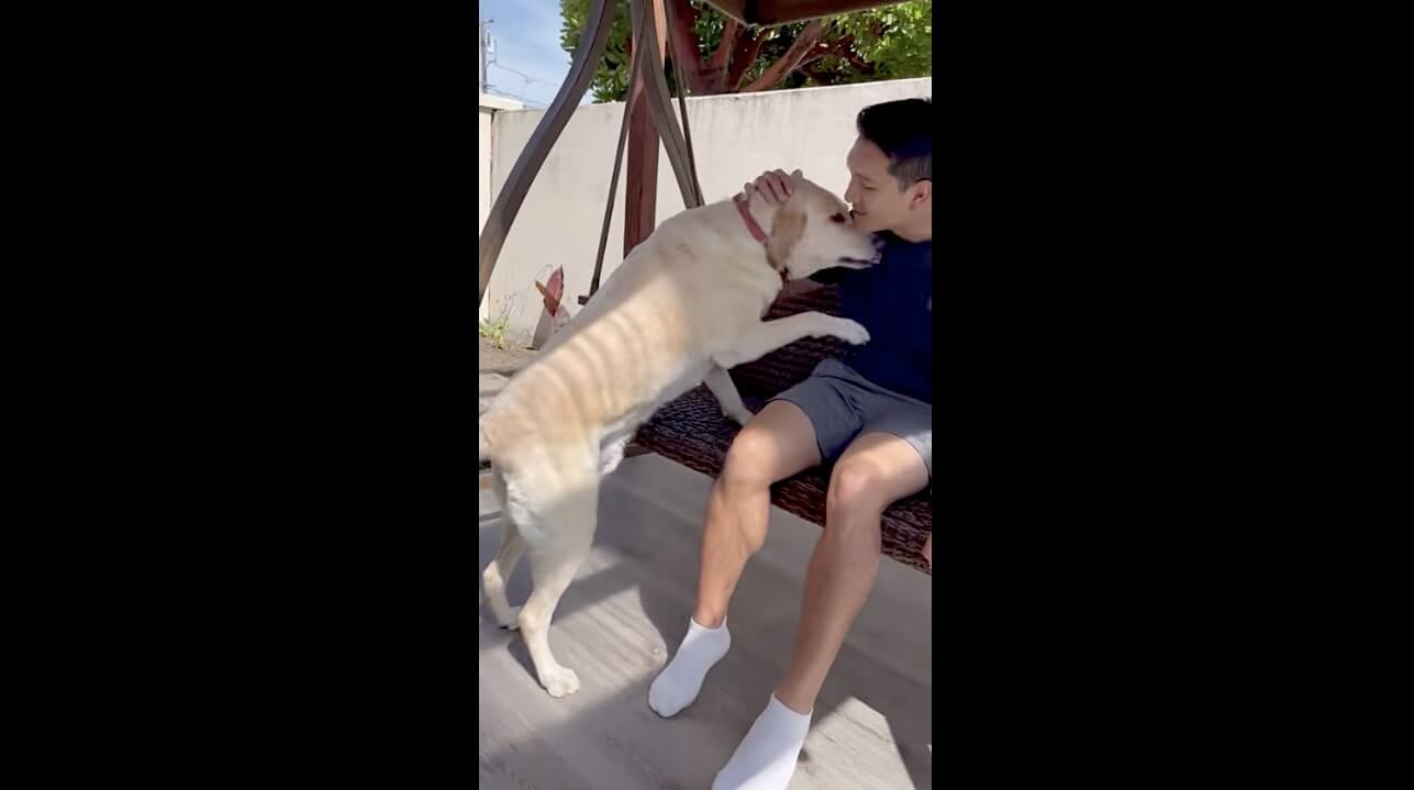 ラブラドールレトリーバー,動画