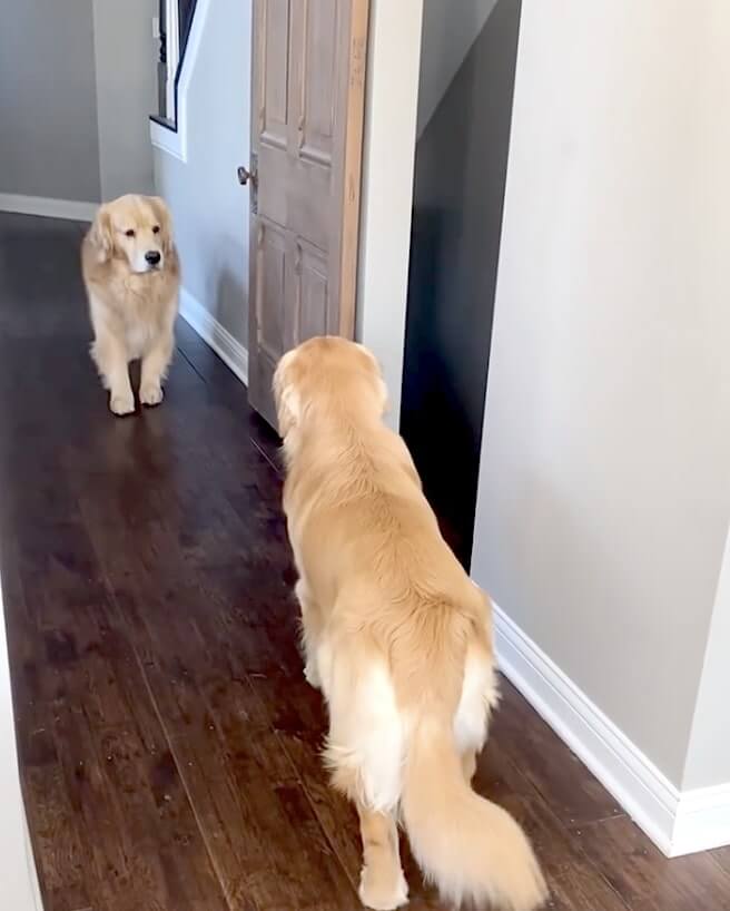 ゴールデンレトリーバー,動画