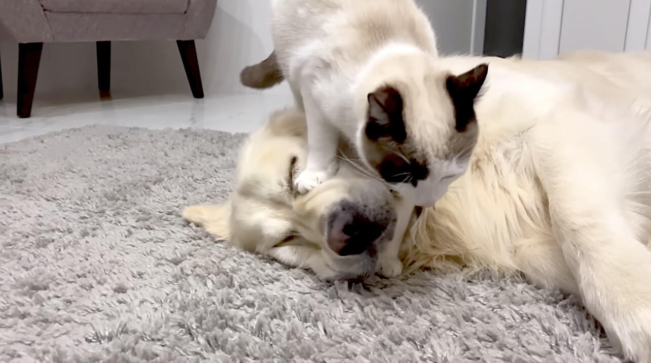 ゴールデンレトリーバー,動画