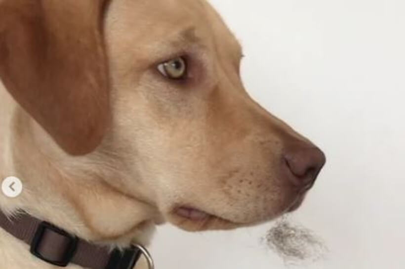 ラブラドールレトリーバー,動画