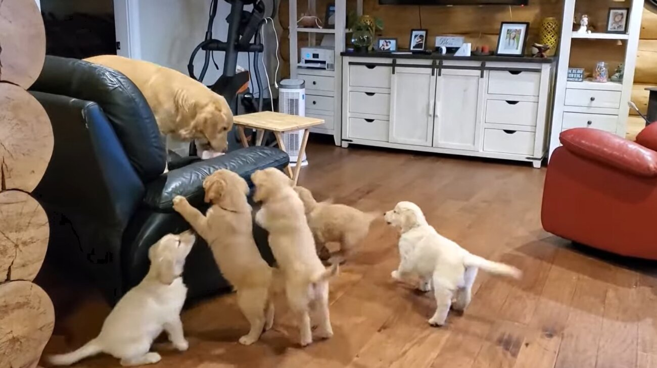 ゴールデンレトリーバー,動画