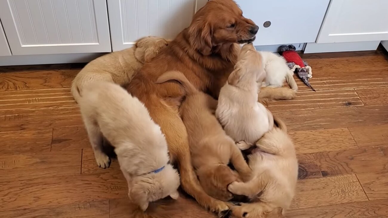 ゴールデンレトリーバー,動画