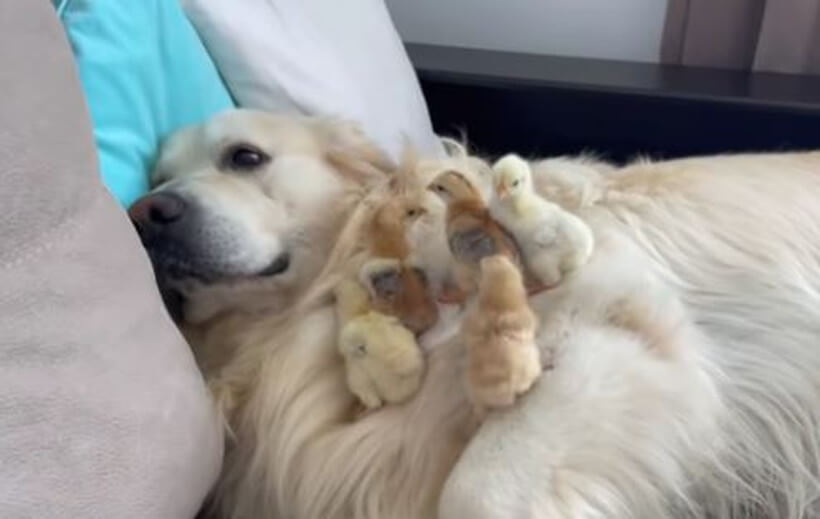 ゴールデンレトリーバー,動画