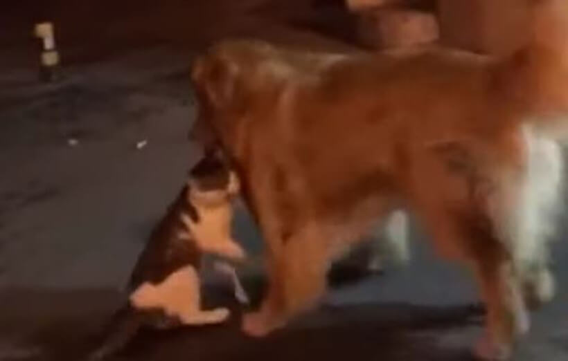 ゴールデンレトリーバー,動画