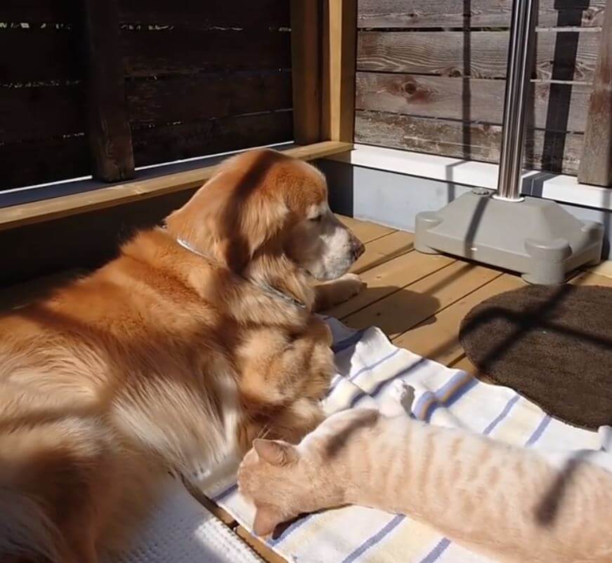 ゴールデンレトリーバー,動画